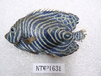 藏品(條紋蓋刺魚)的圖片